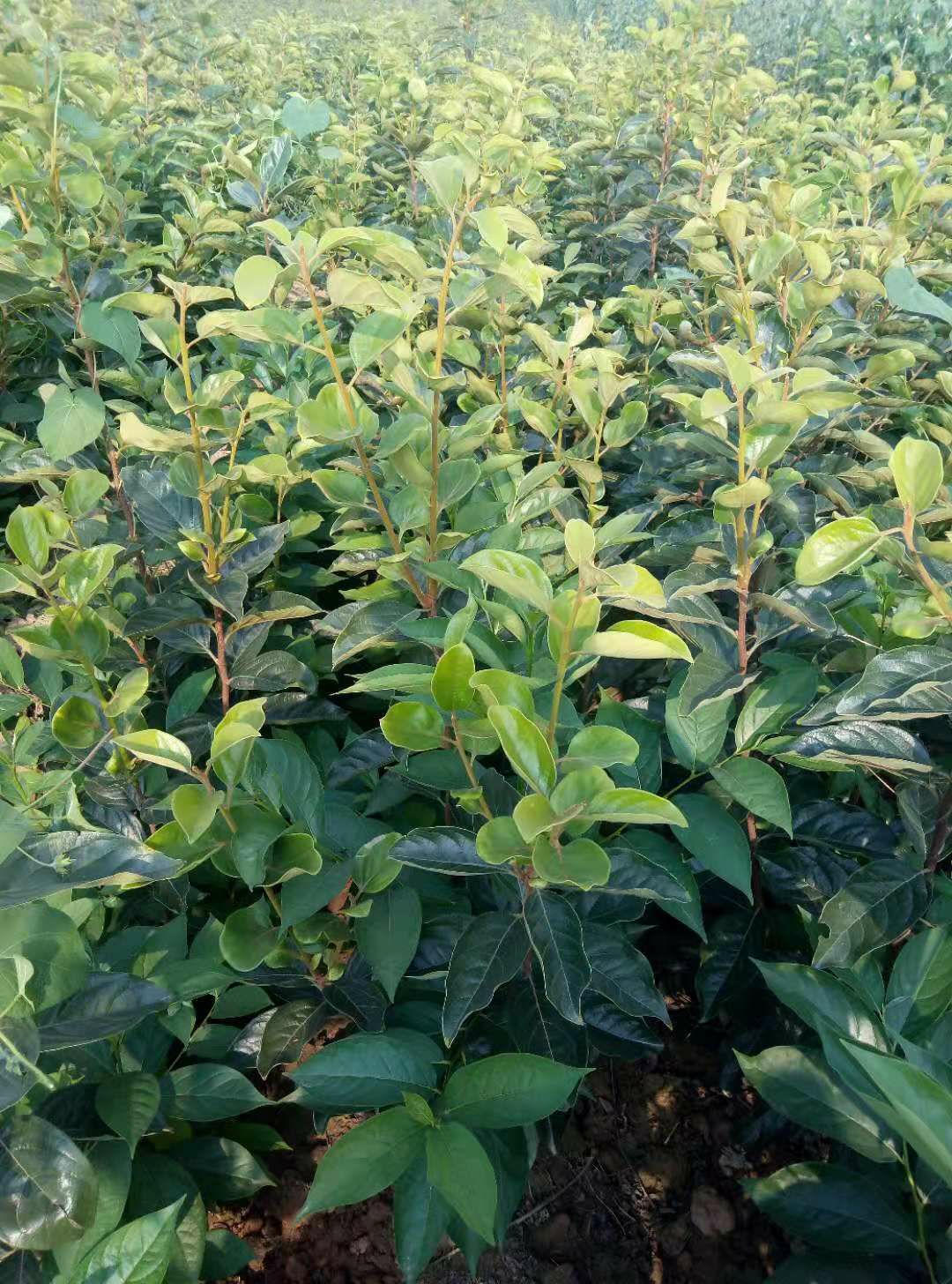 阳丰甜柿苗 柿子苗,阳丰甜柿子