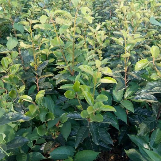 绛县阳丰甜柿苗 自家苗圃阳丰甜柿子苗