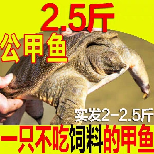 海盐县 生鲜快递包 大公甲鱼，王八老甲鱼水鱼团鱼假一赔十，现抓现发