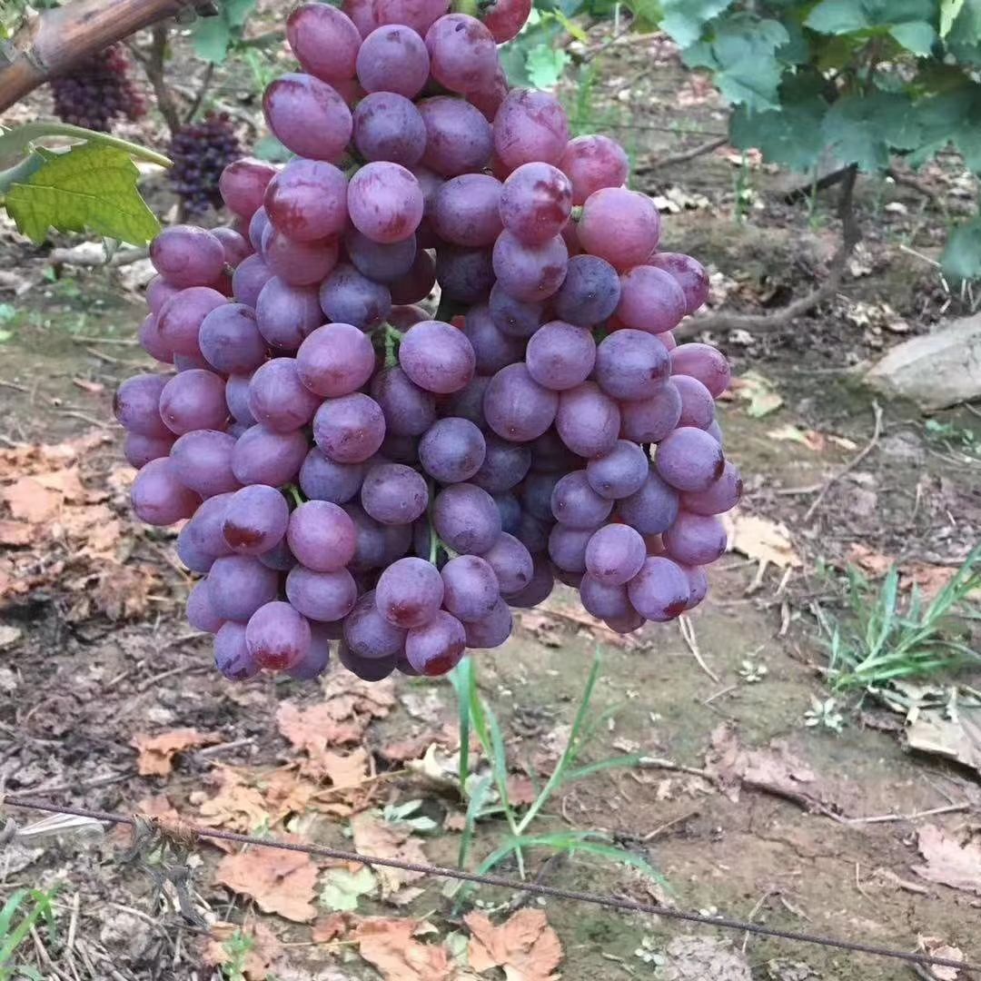 紅寶石葡萄 紅寶石大量上市，價格美麗