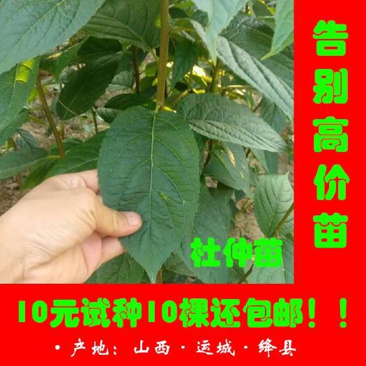 绛县 中药材，杜仲苗，庭院栽培