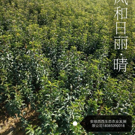 镇宁县蜂糖李树苗 真正的六马蜂糖李苗发源地，现挖现卖。