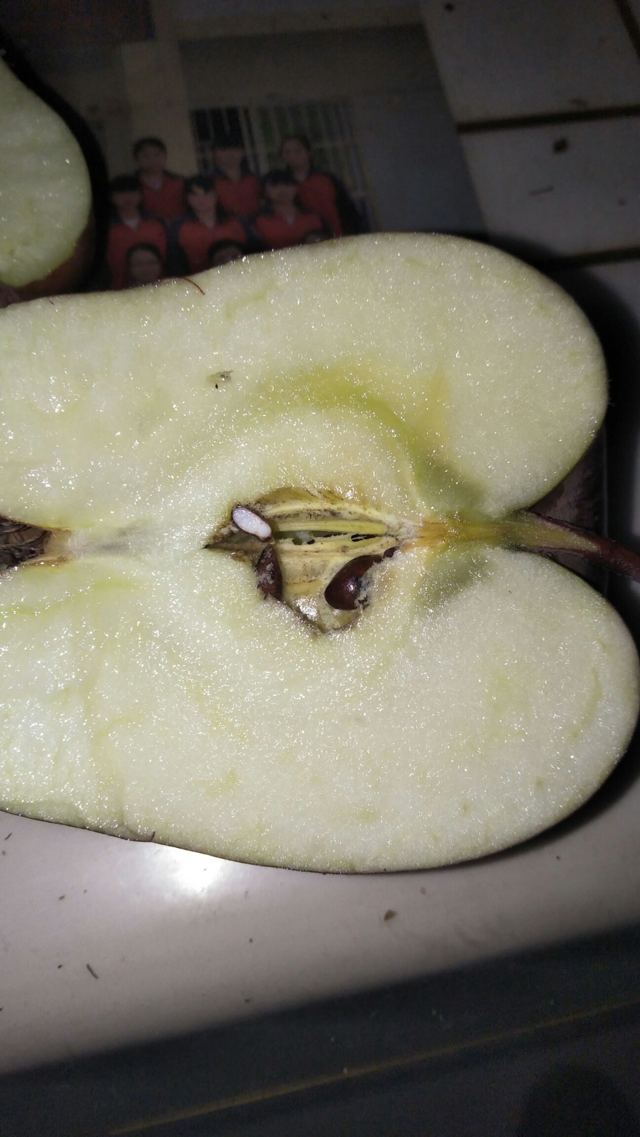  花牛苹果已经开始有了糖心，9月20号以后看含糖量适时采摘，