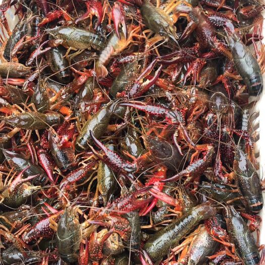 潜江市潜江小龙虾 中青4.0--6.0钱