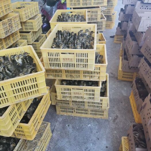 昆明西洋鸭苗