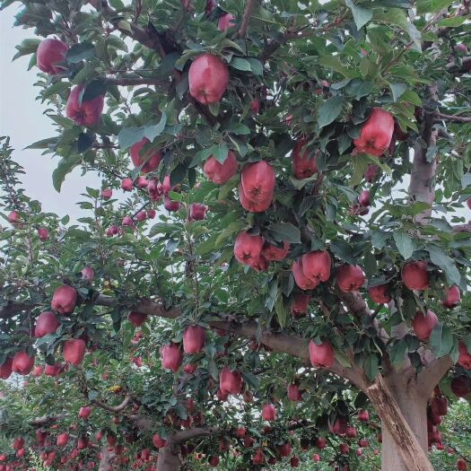 天水 🍁 🍁【天水花牛苹果】又🍎 🍎 蛇果。