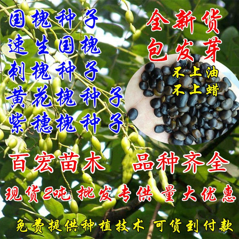 沭阳县 速生国槐种子白花刺槐种子洋槐树种子紫穗槐种子黄花槐树种子
