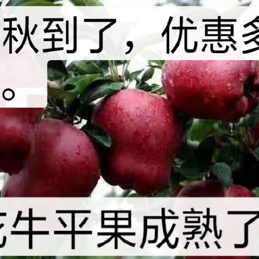 武山县红蛇果 70mm以上 全红 膜袋