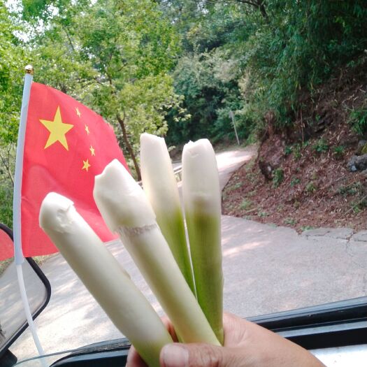 茭白种苗