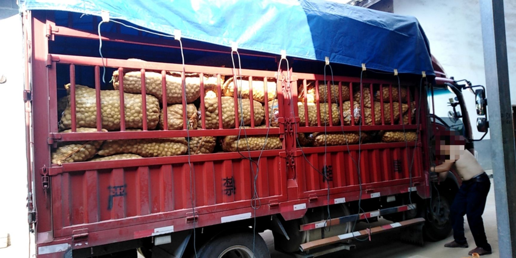 恩施小土豆马尔科土豆原产地直销，一件代发、整车发货