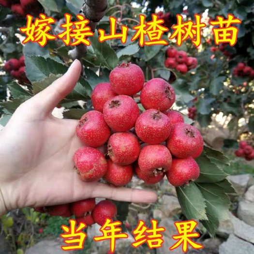平邑县 大五棱山楂树苗 包成活 包纯度 山东基地发货
