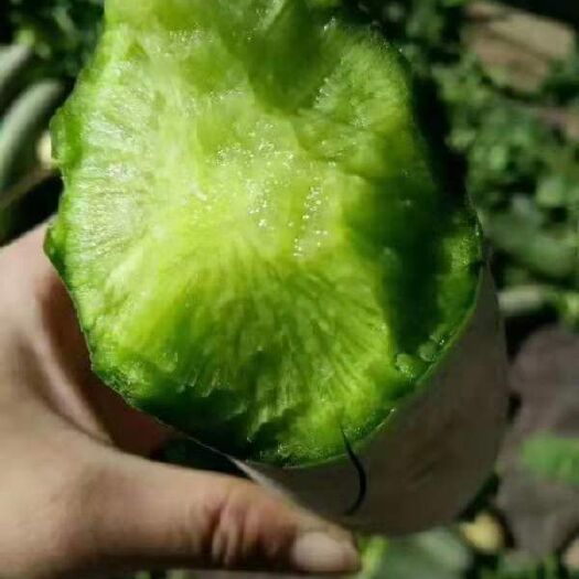 潍坊 潍县萝卜现已上市，每天大量供应。人工免费，转车免费