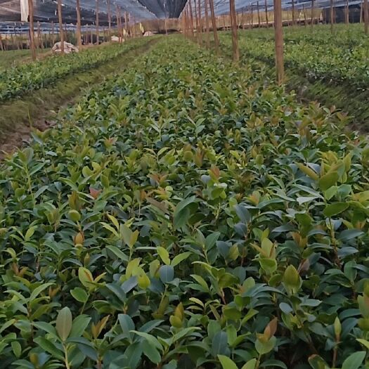 攸县 嫁接油茶苗一年生，两年生批发，