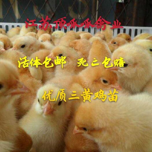 沭阳县三黄鸡苗 厂家批发 一手货源