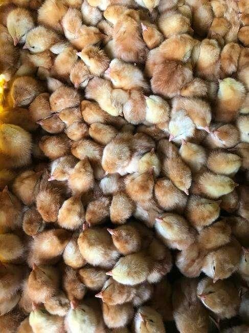 昆明 海兰褐 鸡苗