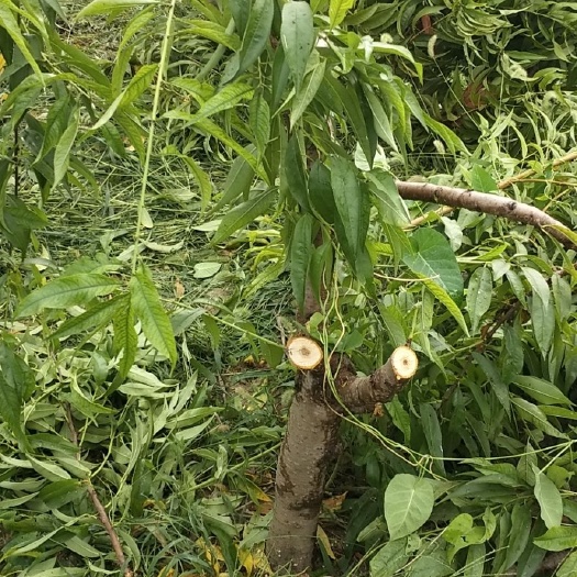 砀山县毛桃苗 0.5米以下