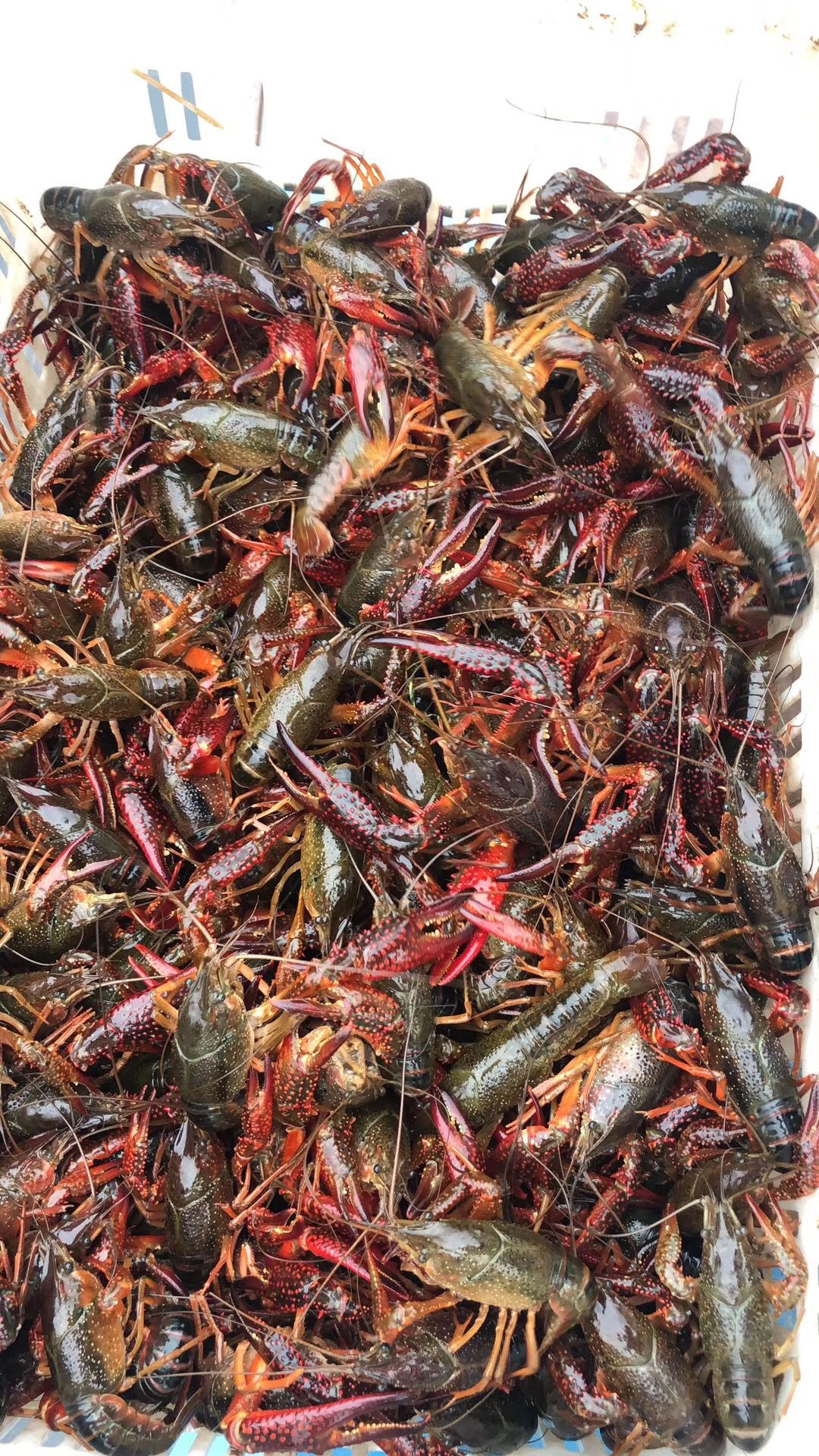 国产龙虾品种图片