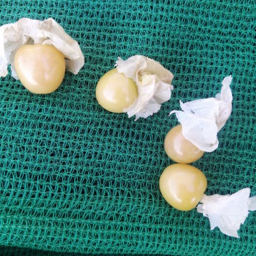 绥化 纯绿色黄菇娘果
