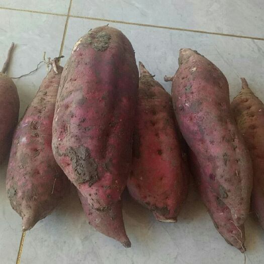 灌南县 大批量红薯个大沙甜适合做粉