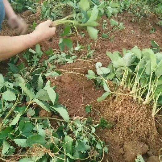 泰安奶油草莓苗价格 奶油草莓苗多少钱一棵 奶油草莓苗批发