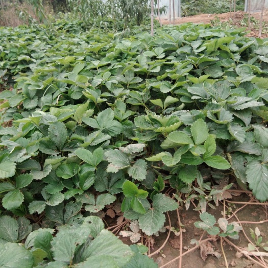 基地批发草莓苗，三叶一心，根系发达，无病虫害