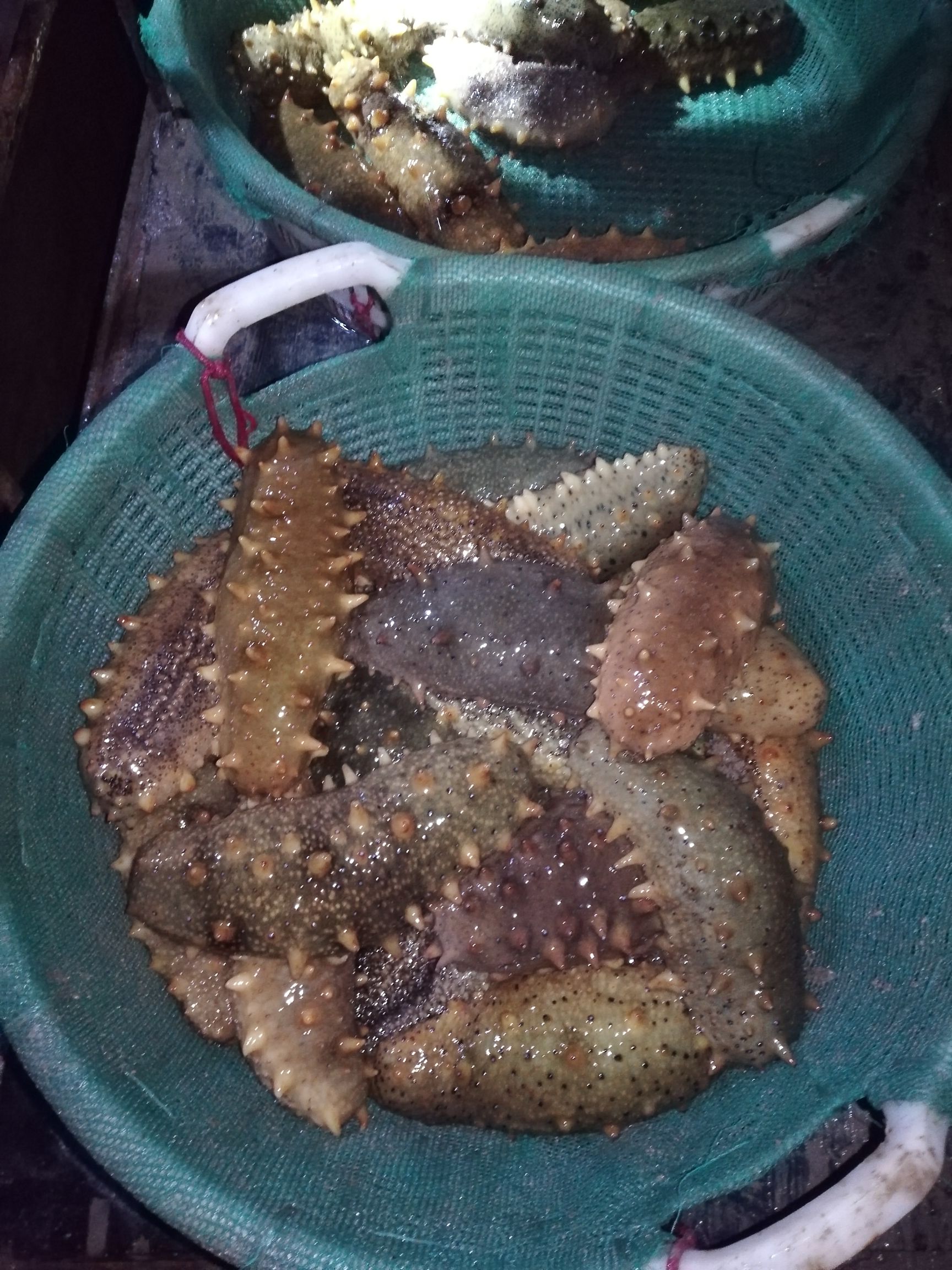 海刺参  鲜活海参