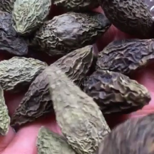 重庆市 橄榄干货量大从优