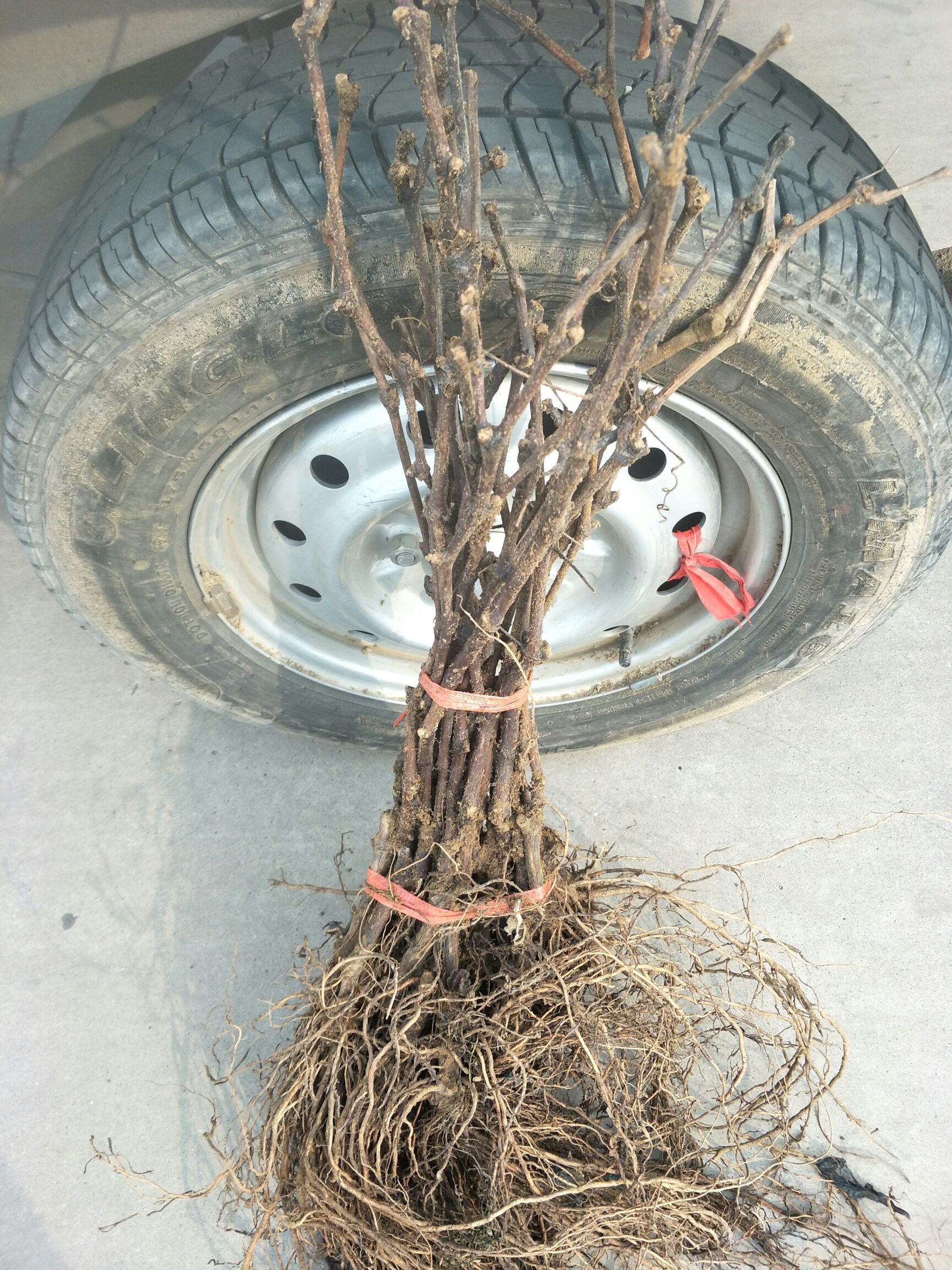 巨峰葡萄苗  阳光玫瑰高枝葡萄苗