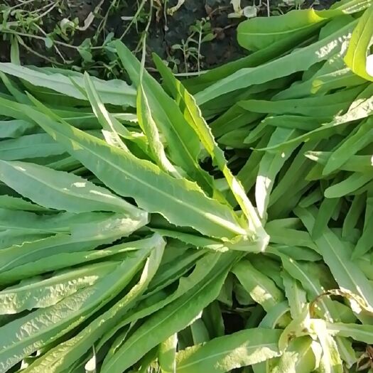 保定 精品油麦菜