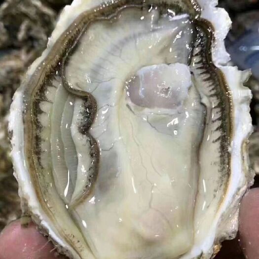 乳山市山东乳山牡蛎 乳山生蚝，4-5两大量有货，产地直发，冷链直达。