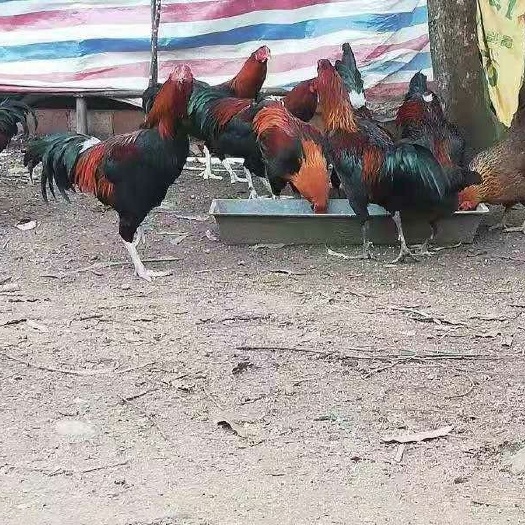 昆明 改良斗鸡 鸡苗