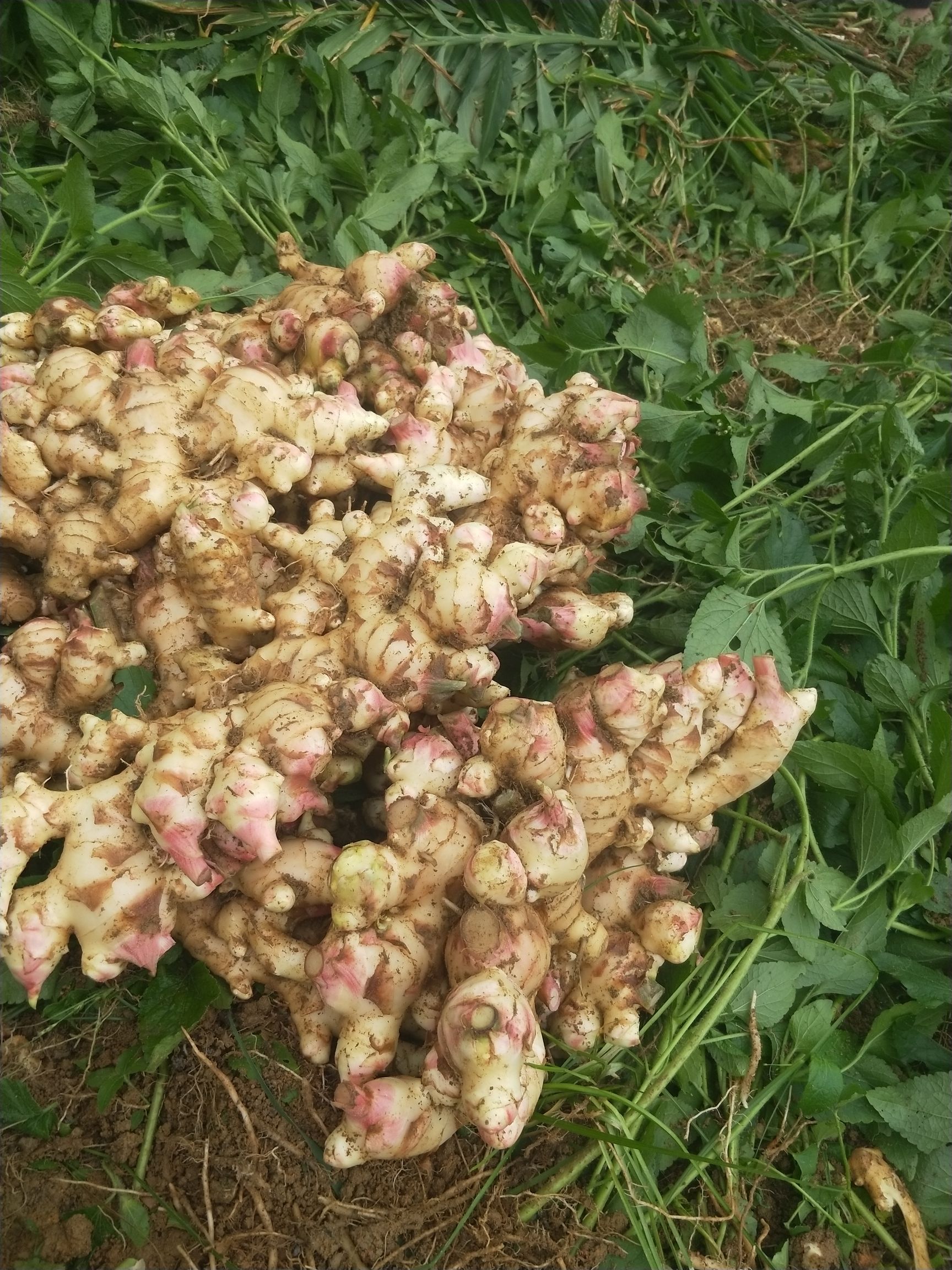 大肉姜姜种 生姜 广东本地姜 仔姜 老姜 月子姜 肉姜 姜种