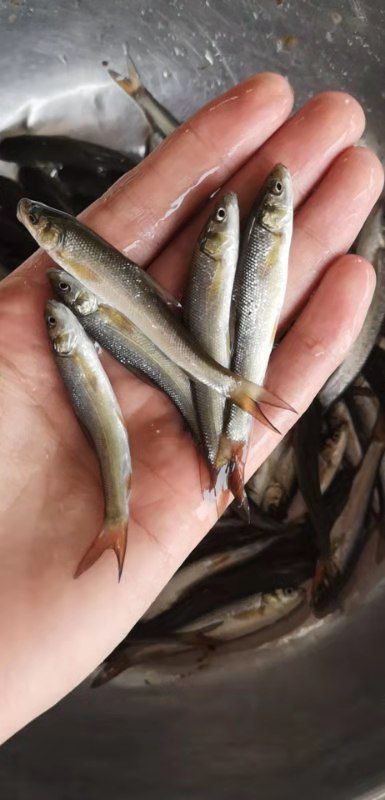 银鳕鱼苗  本场长期供应特色银雪鱼苗，抗病毒生长快，