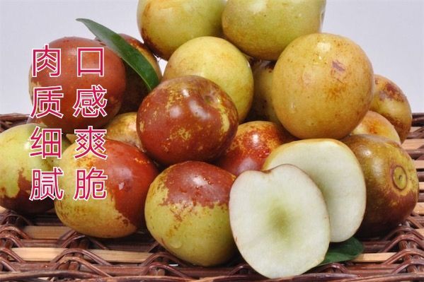 平邑县冬枣树苗
