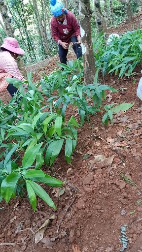 龙陵县黄精种苗 黄精是中草药食才两用的一种多年生植物，种了黄精地里就有真黄金