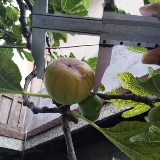 泰安 无花果树苗品种哪里有 无花果树的栽培