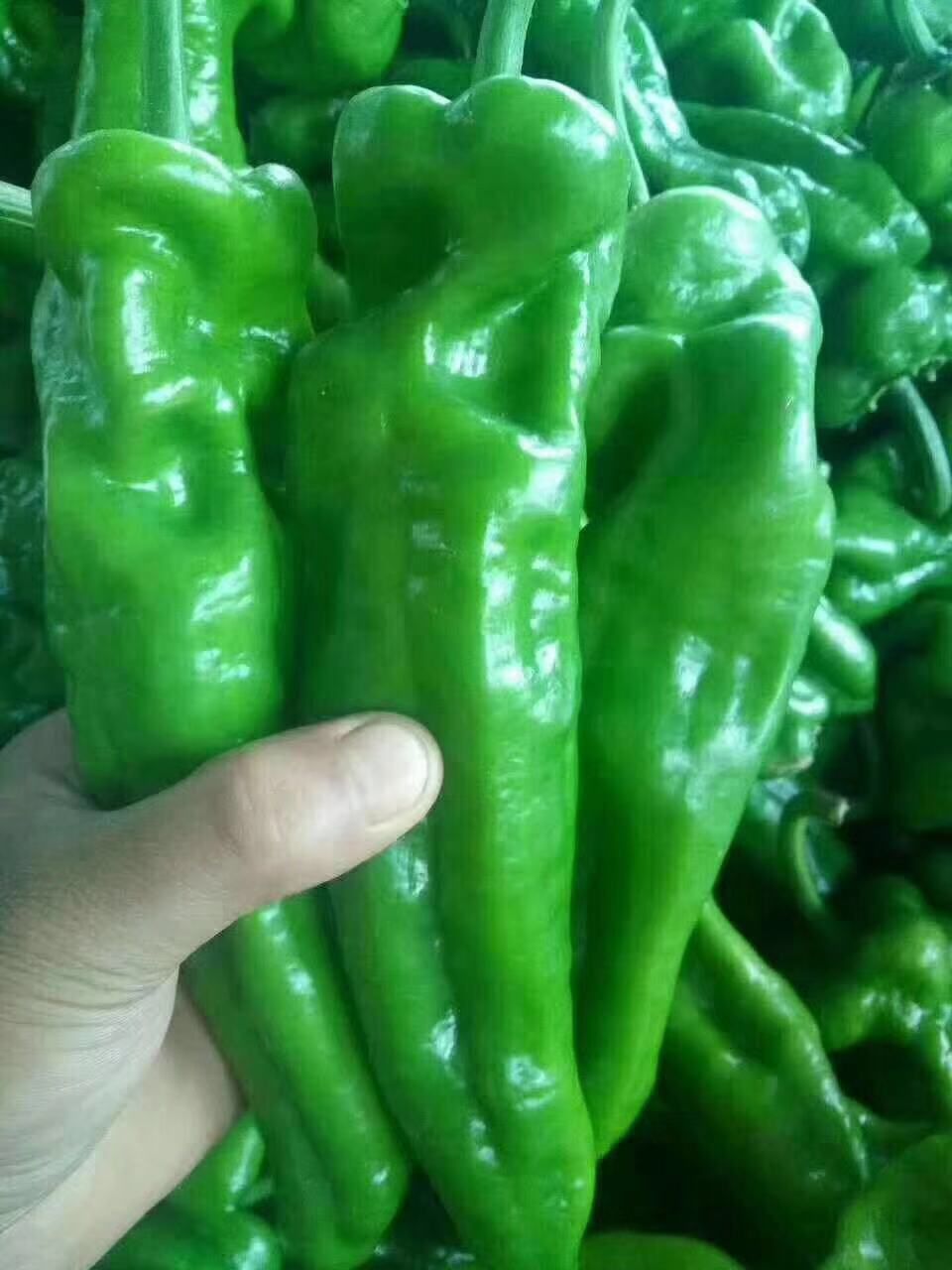 青泡椒 301泡椒大量上市中