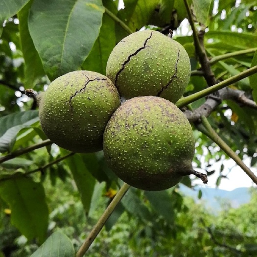 南涧县 云南19年新鲜泡核桃