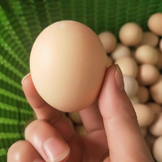 霍邱县粉蛋 食用 散装