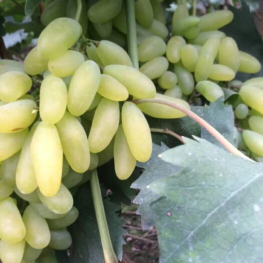 龙口市 专业代购各种葡萄！！