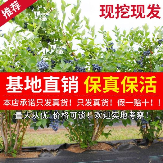 平邑县 蓝宝石蓝莓苗 包成活，现挖现卖，基地直供。