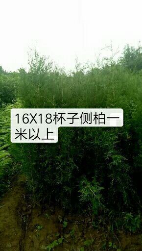 绛县各种规格侧柏