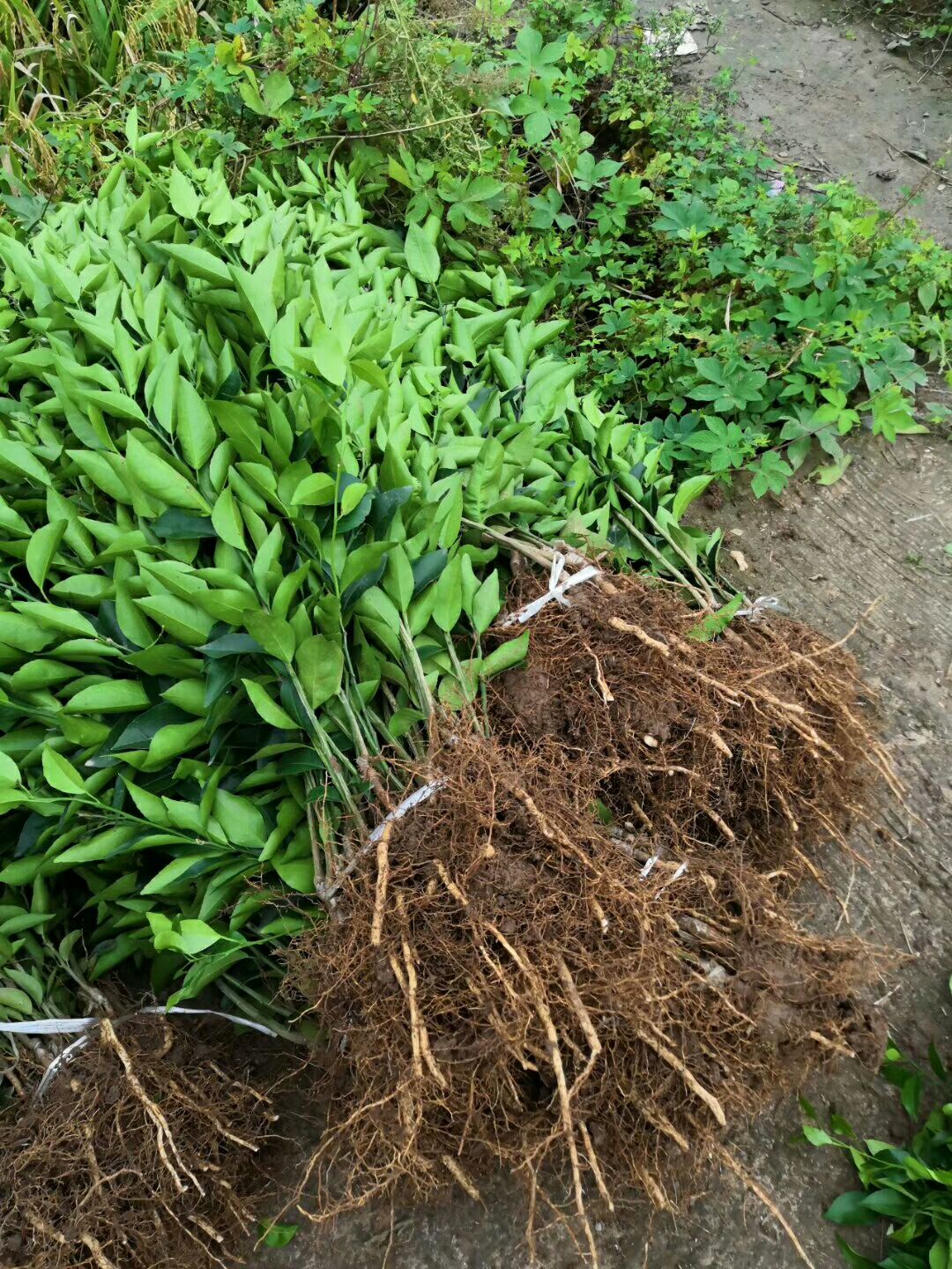 耙耙柑桔苗 正中耙耙柑