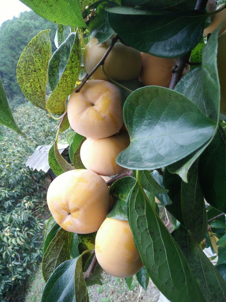 柿子脆柿子来自广西桂林恭城莲花大瑶山柿都，香甜爽口，高山柿