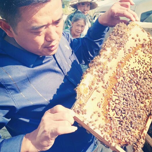 岑巩县 贵州高原蜂蜜