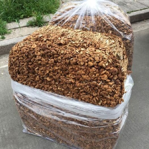 古田县 农家特产干货新鲜古田茶树菇  无硫茶树菇