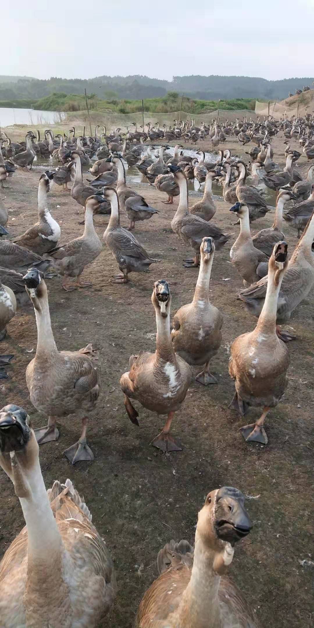 肉鹅   合浦黑狮头鹅，看上的联系