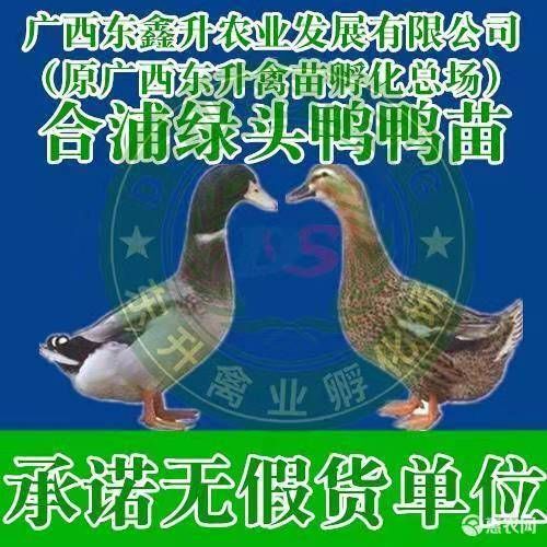南宁 杂交鸭苗～～～承诺无假单位
