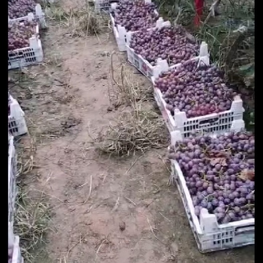 新河县巨峰葡萄 果肉饱满香甜