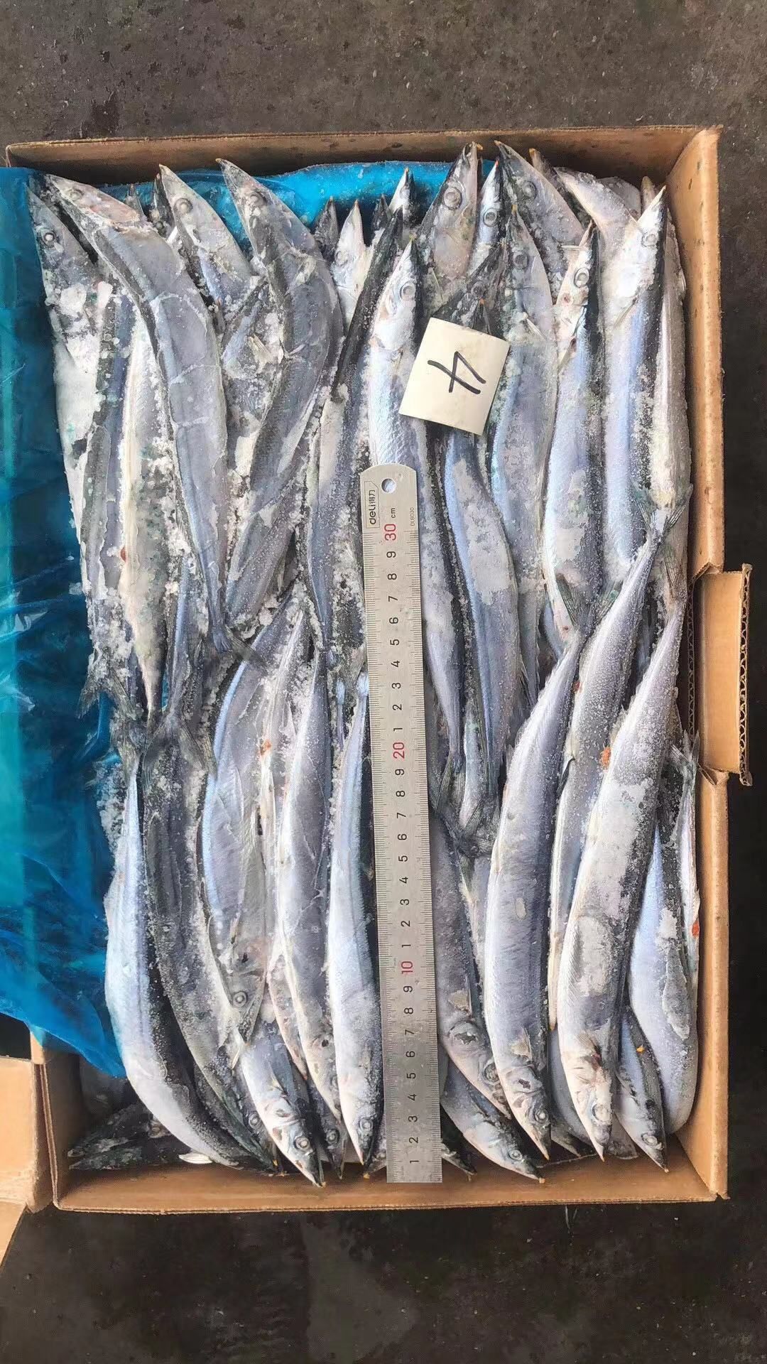  秋刀鱼